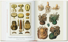 Load image into Gallery viewer, Seba. Cabinet of Natural Curiosities