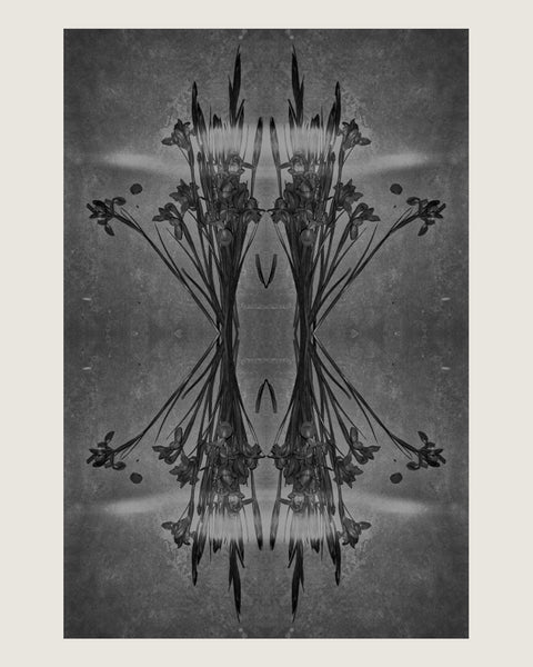 Ēmergere Print