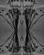 Load image into Gallery viewer, Ä’mergere Print