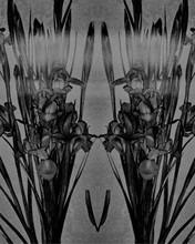 Load image into Gallery viewer, Ä’mergere Print
