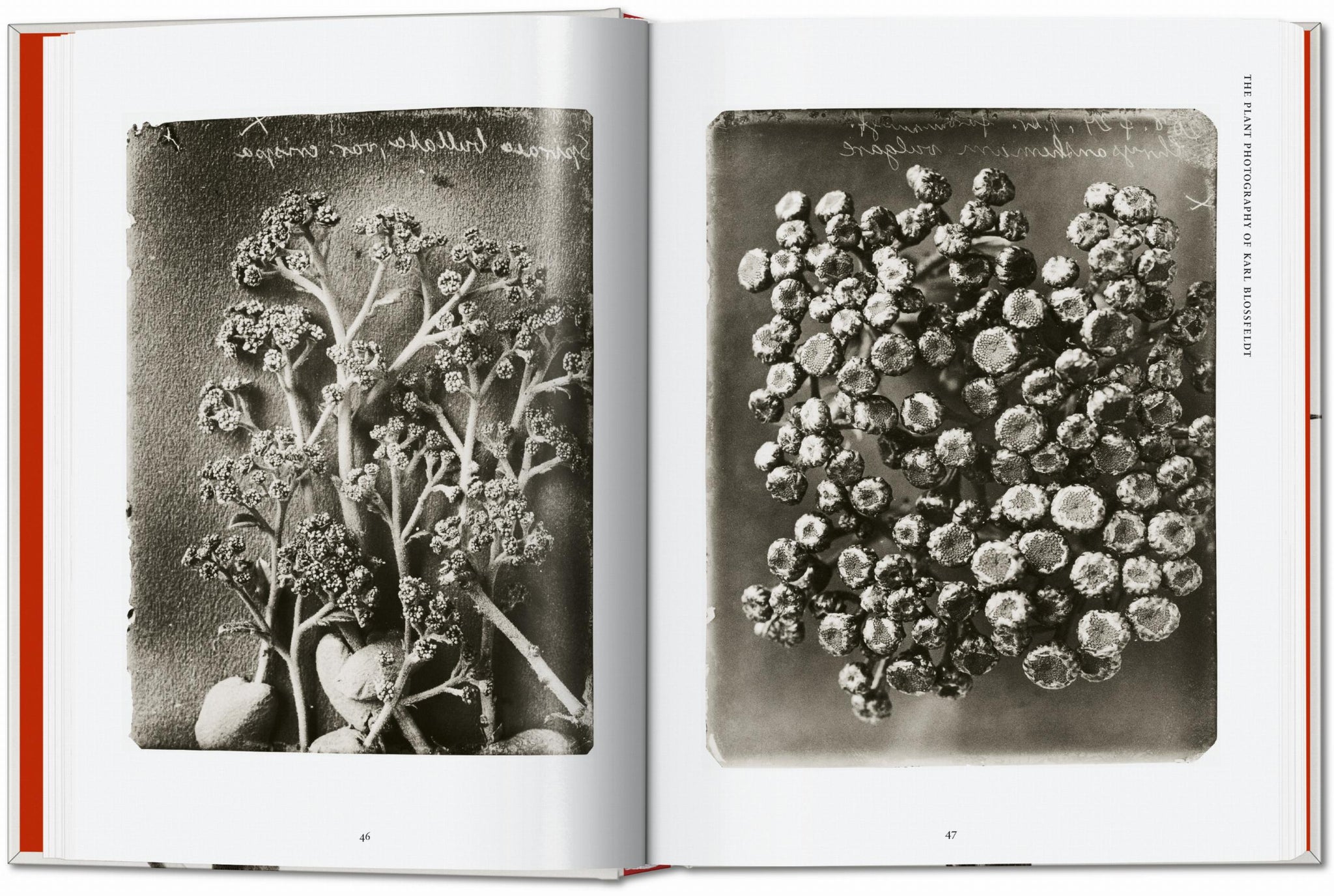 Karl Blossfeldt. The Complete Published Work. 40th Ed. – LES