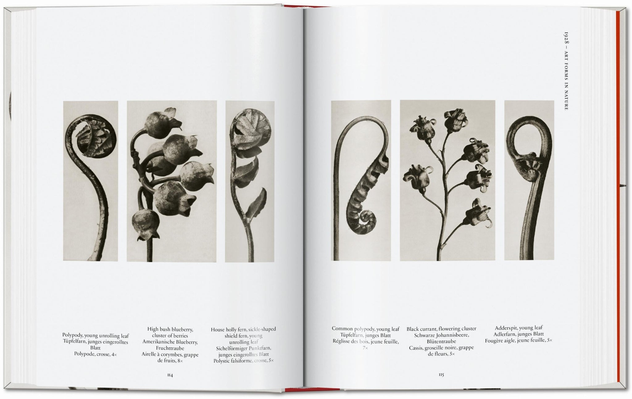 Karl Blossfeldt. The Complete Published Work. 40th Ed. – LES